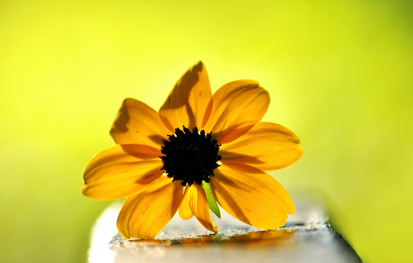 Photo wallpaper flower, yellow, background, rudbeckia