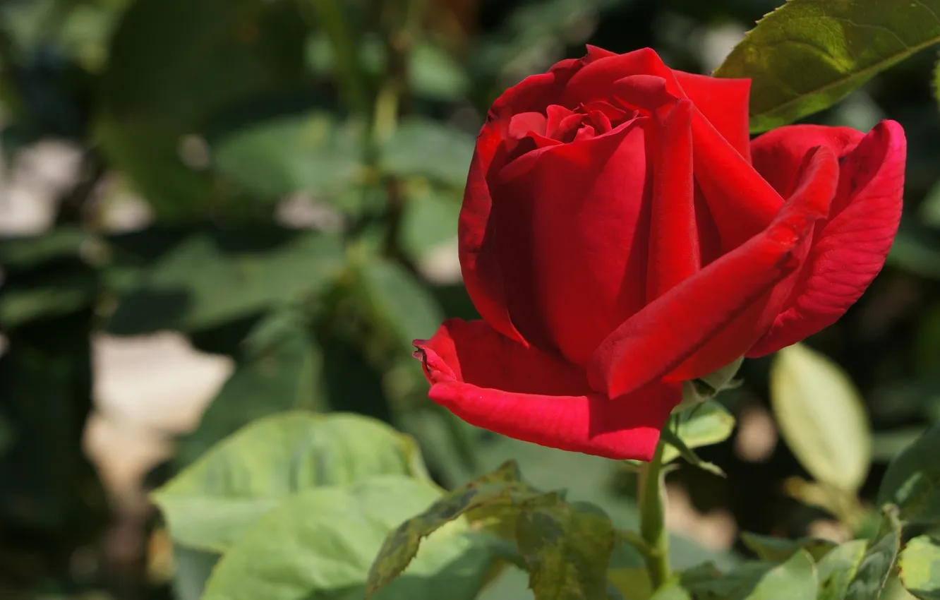Photo wallpaper macro, roses, buds