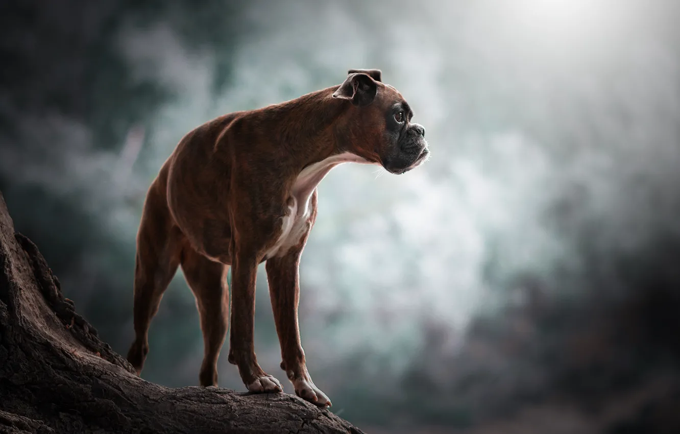 Photo wallpaper dog, bokeh, boxer