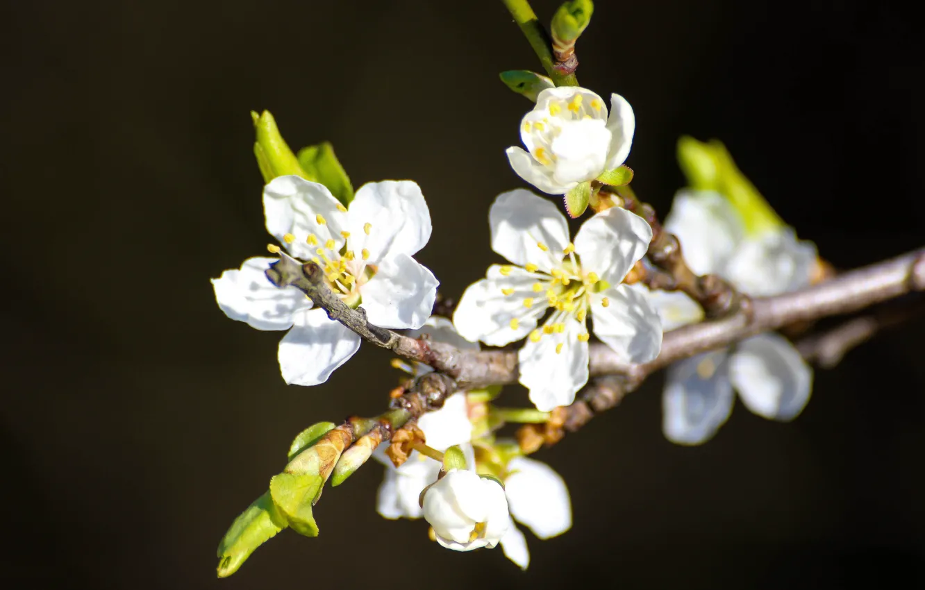 Photo wallpaper flowers, branches, stem, buds, bokeh, white flower