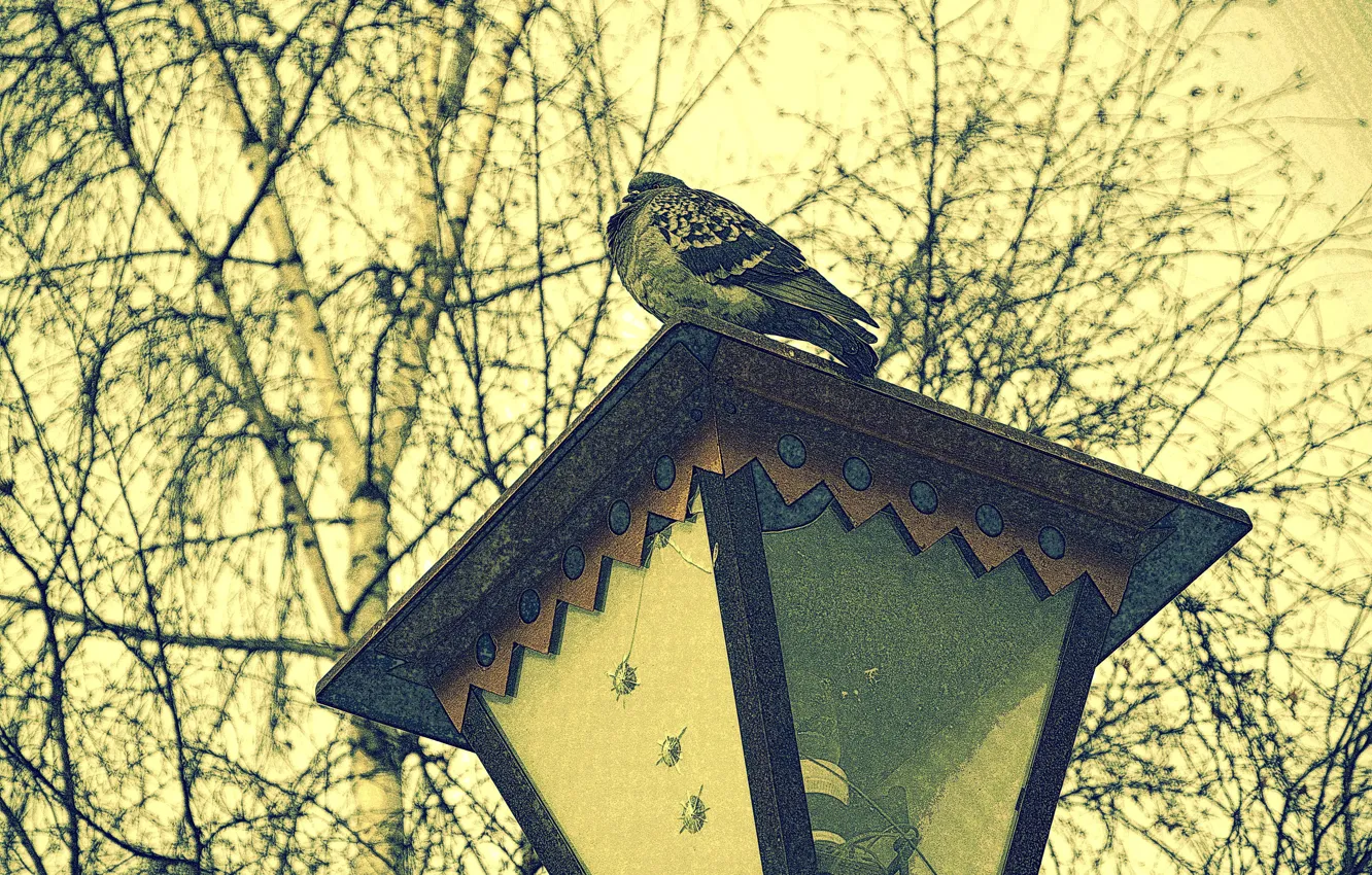 Photo wallpaper dove, lantern, tree., time