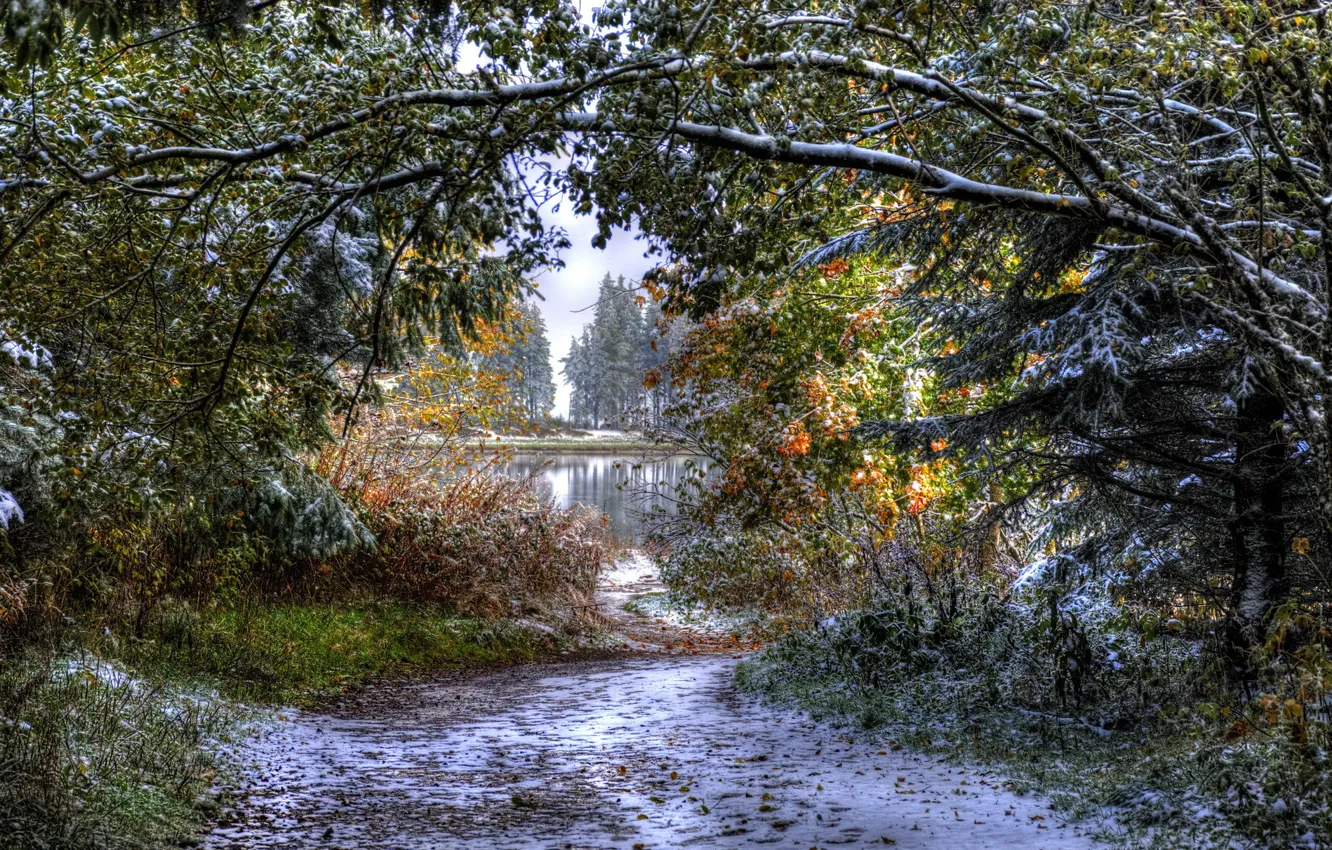 Photo wallpaper winter, road, forest