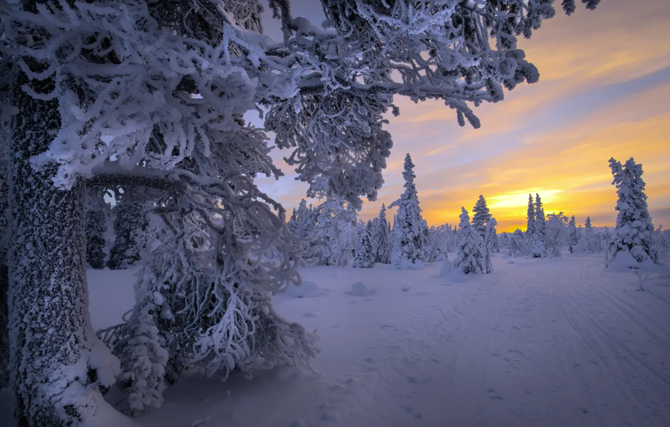Photo wallpaper winter, snow, trees, landscape, sunset, nature, the evening, Finland