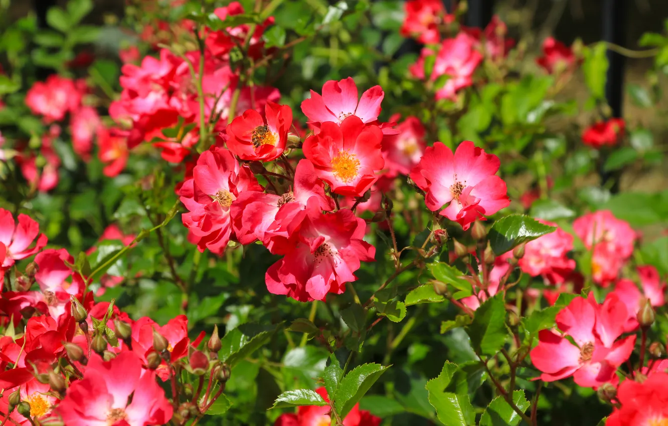 Photo wallpaper flower, leafs, roses