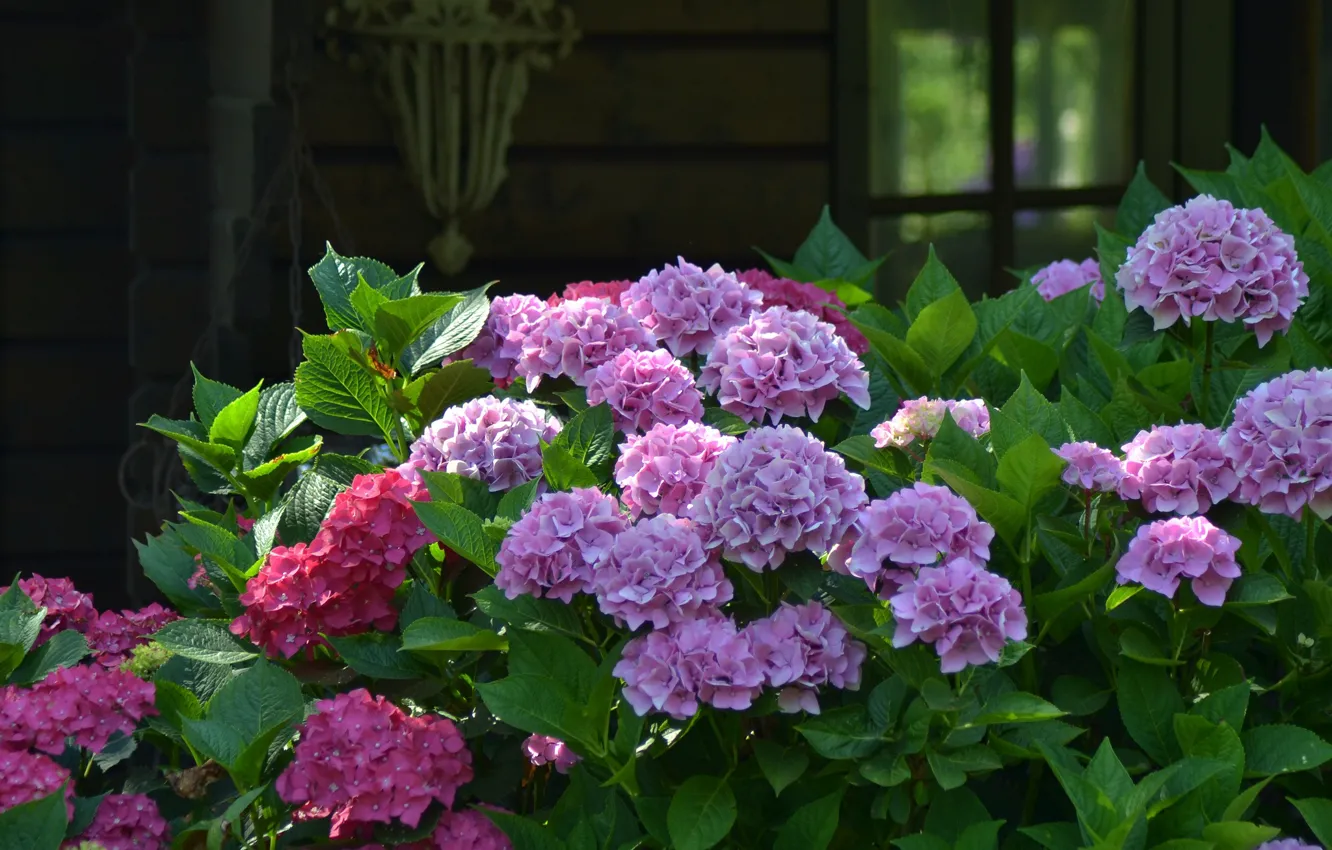 Photo wallpaper garden, the bushes, hydrangea