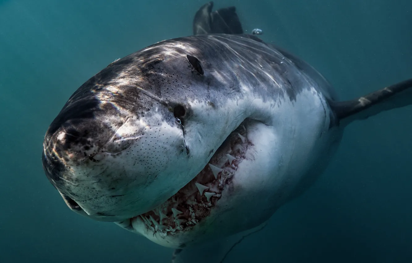 Photo wallpaper ocean, predator, Great White Shark