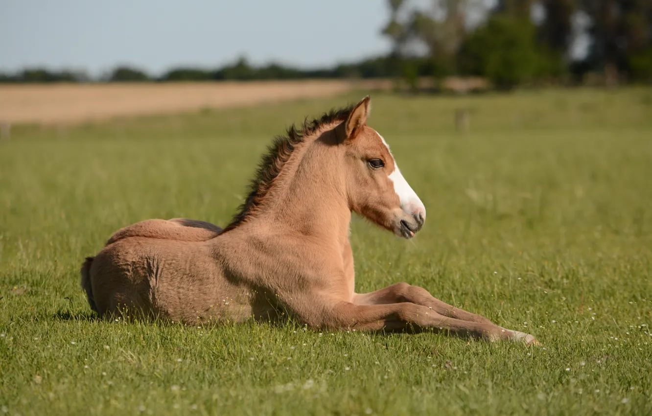 Photo wallpaper field, horse, horse, foal