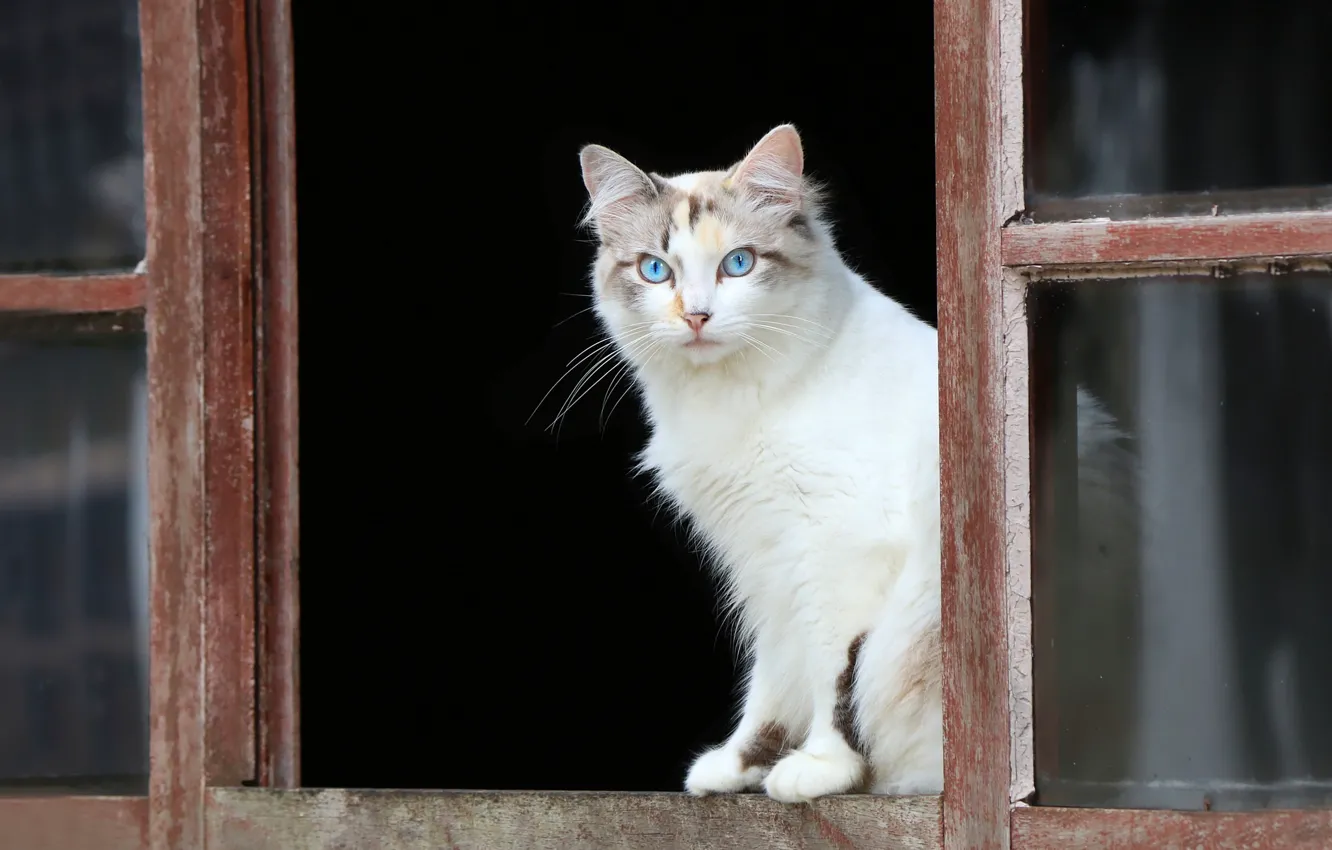 Photo wallpaper cat, look, window, blue eyes
