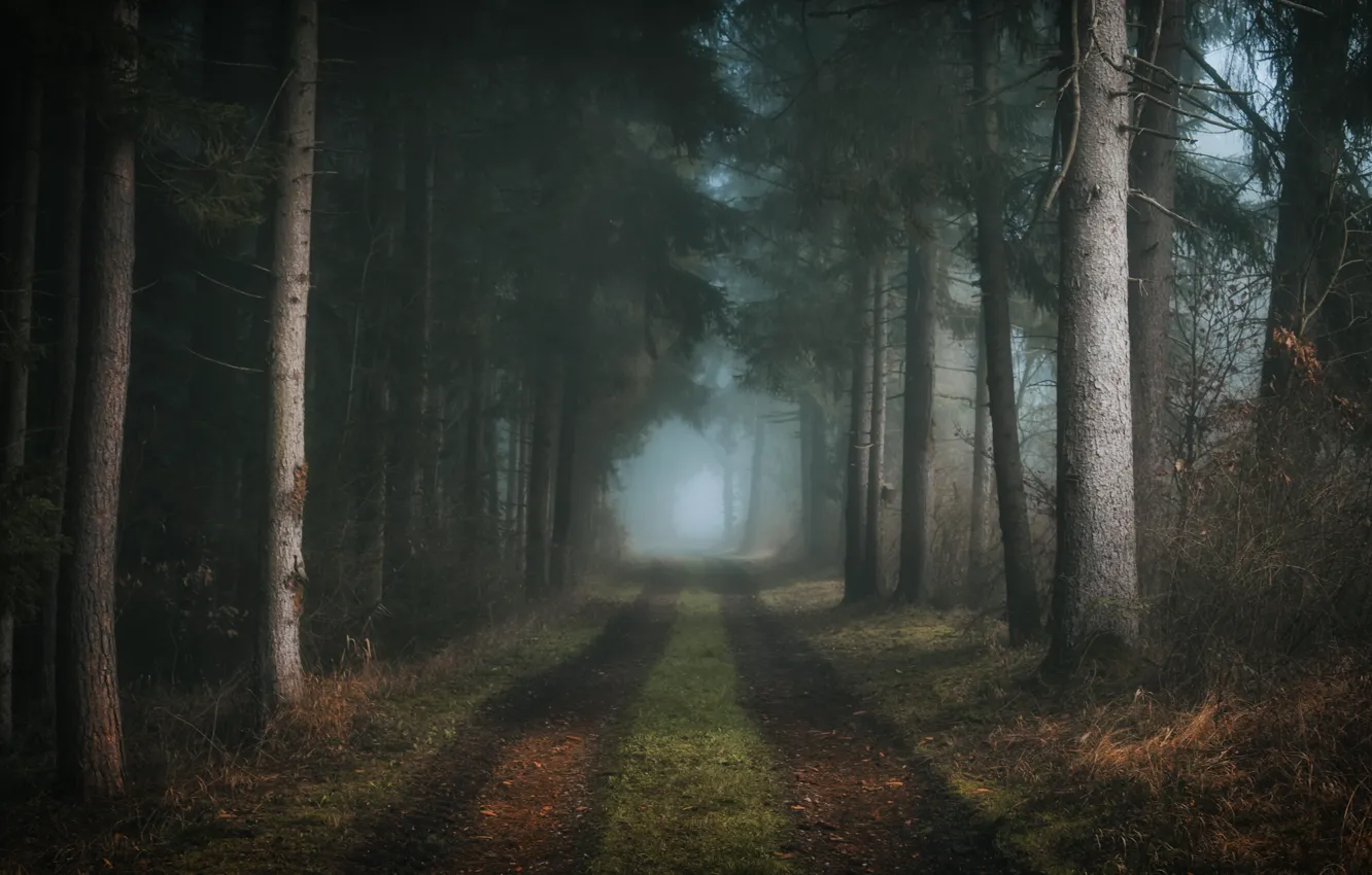 Photo wallpaper road, forest, nature, fog