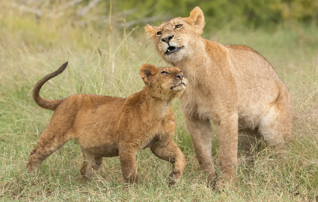 Photo wallpaper glade, two, Leo, pair, cub, lioness, mom, lion
