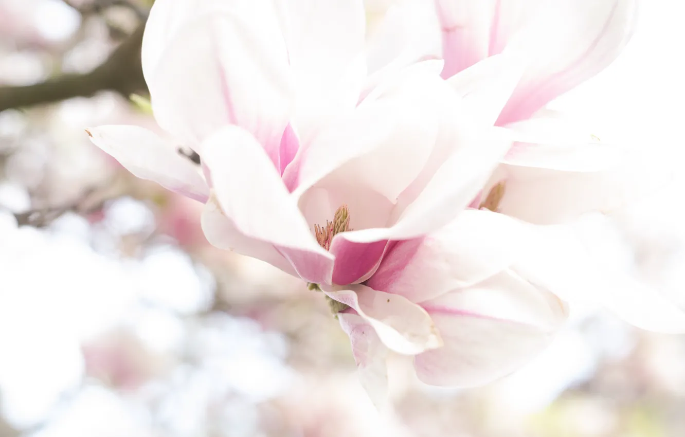 Photo wallpaper macro, spring, Magnolia