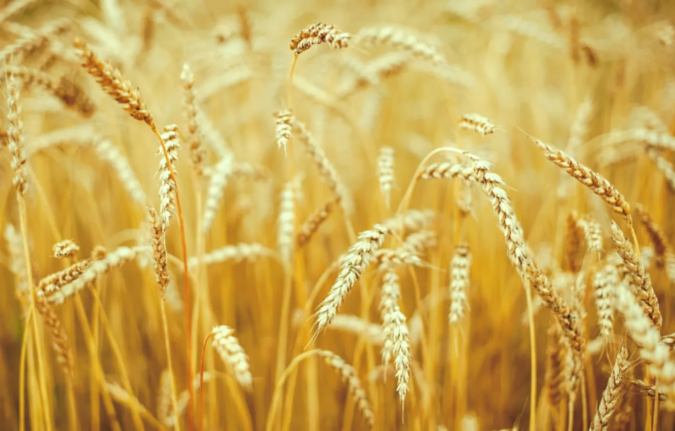 Photo wallpaper wheat, field, macro, nature, background, widescreen, Wallpaper, field