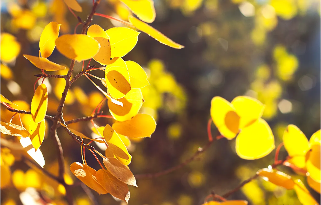Photo wallpaper autumn, leaves, branches, nature, bokeh, yellow foliage