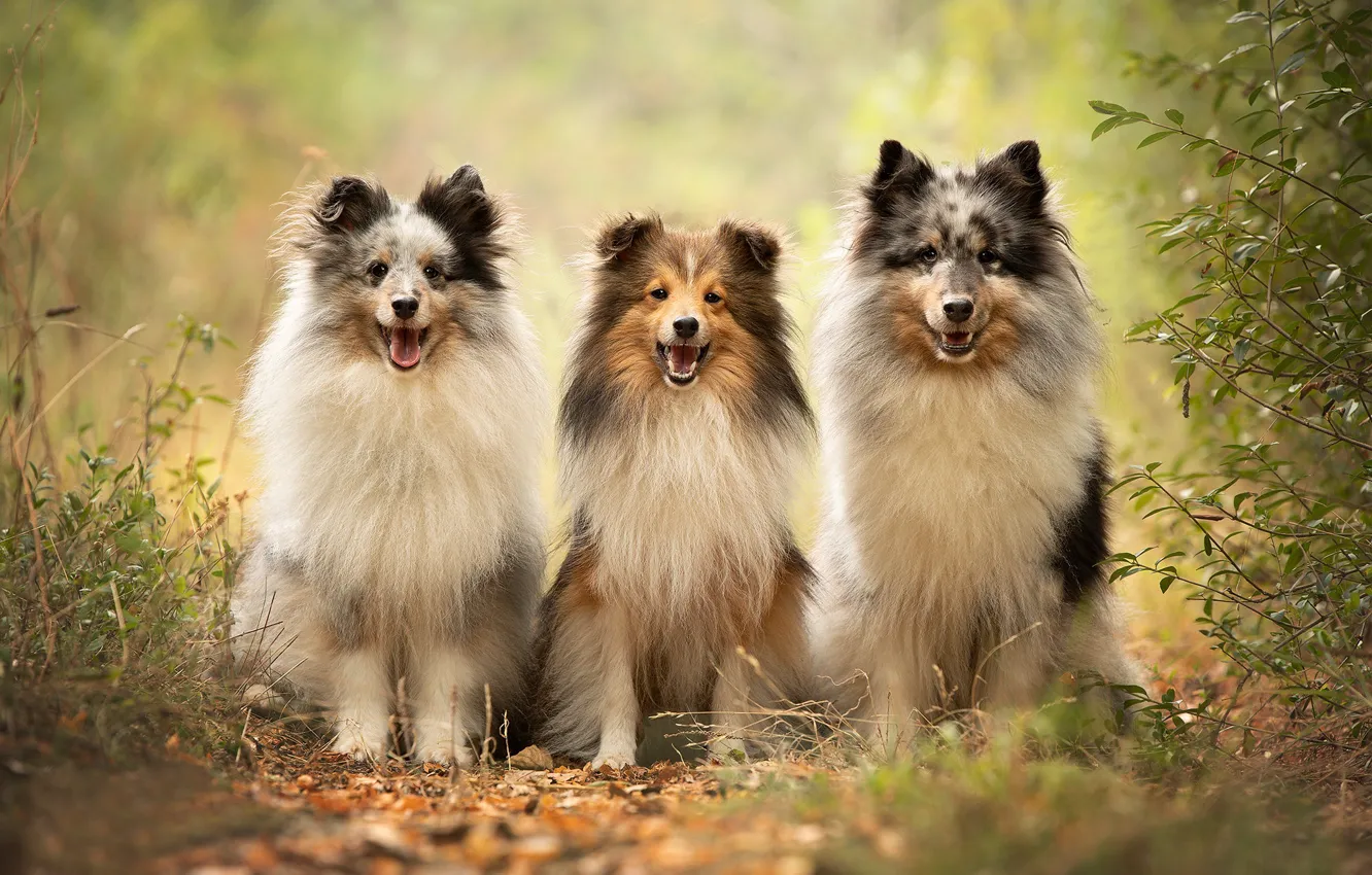 Photo wallpaper dogs, trio, Sheltie, Trinity, Shetland Sheepdog