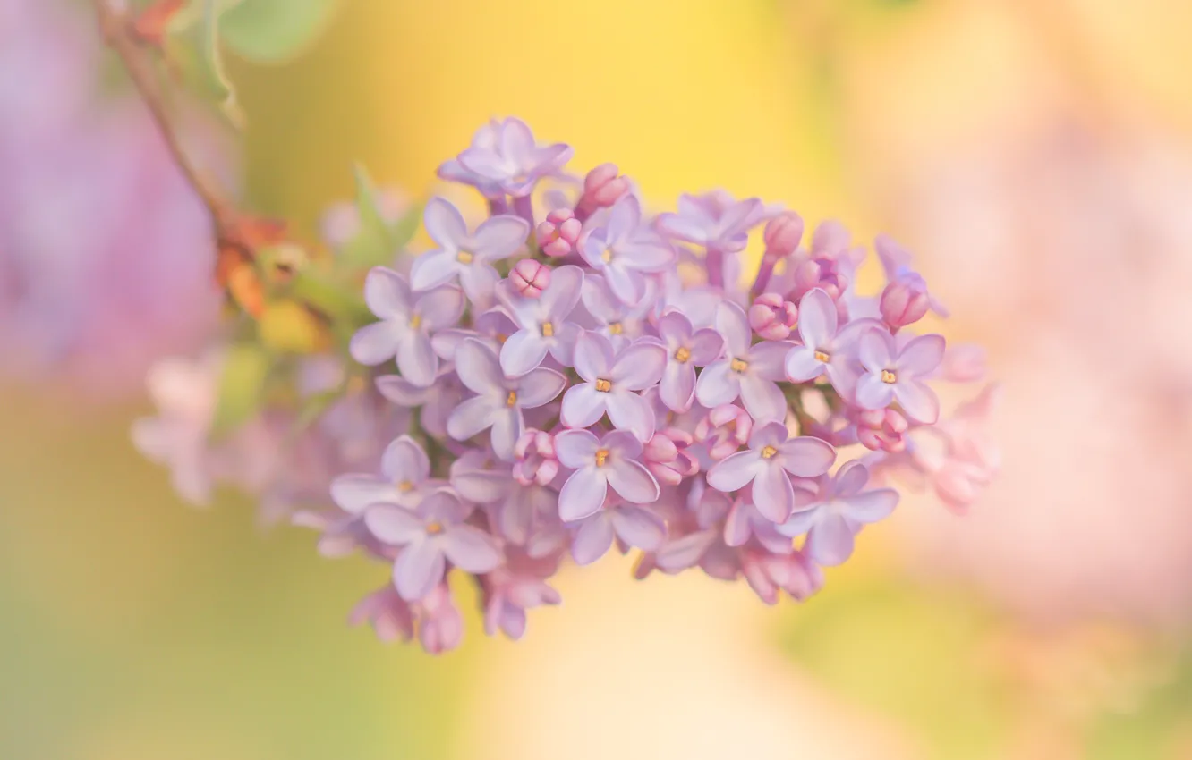 Photo wallpaper macro, background, branch, bunch, lilac, inflorescence