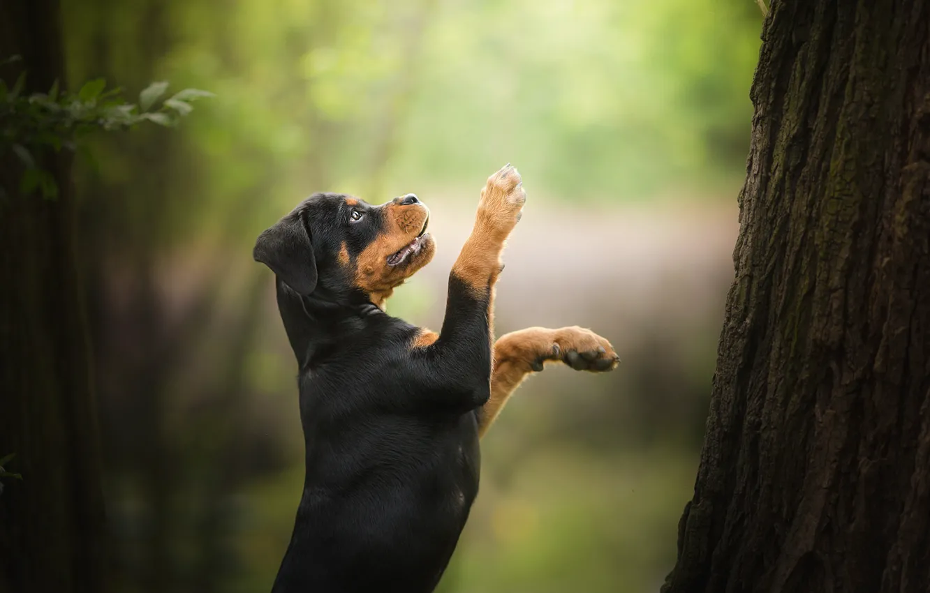Photo wallpaper tree, dog, paws, puppy, stand, bokeh, Rottweiler