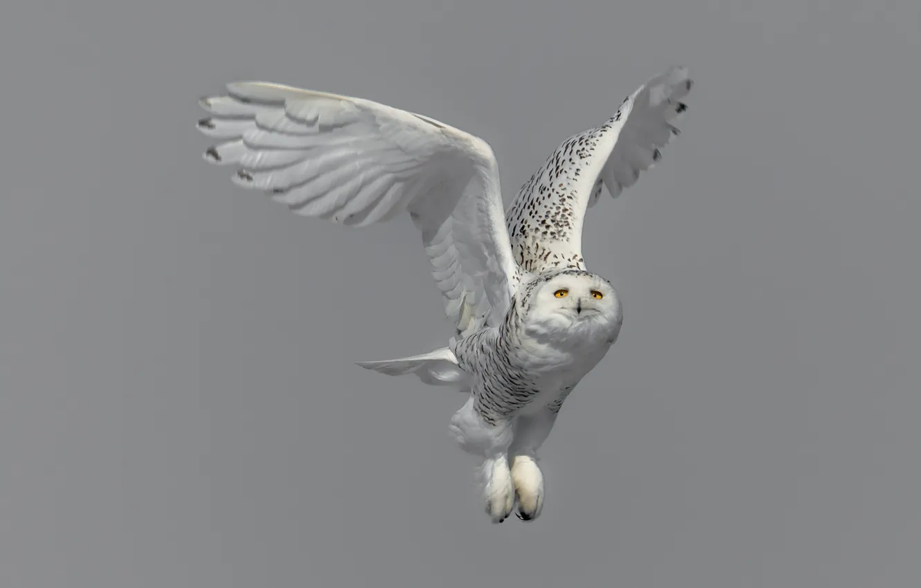 Photo wallpaper white, flight, owl, bird, grey background, polar, wingspan