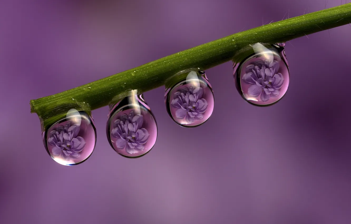 Photo wallpaper drops, macro, flowers, Rosa, reflection, stem, purple background
