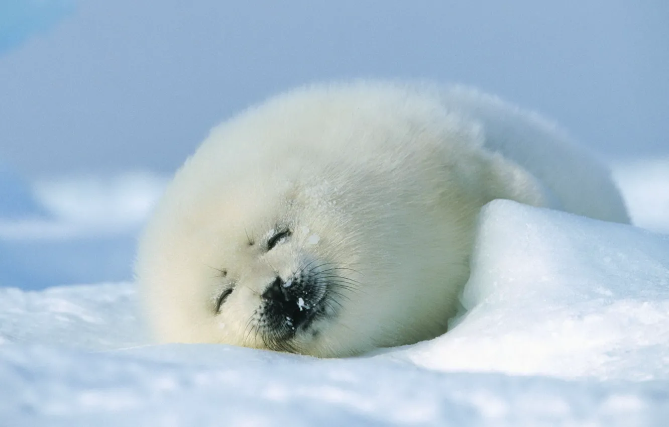 Photo wallpaper winter, seal, fur, cub