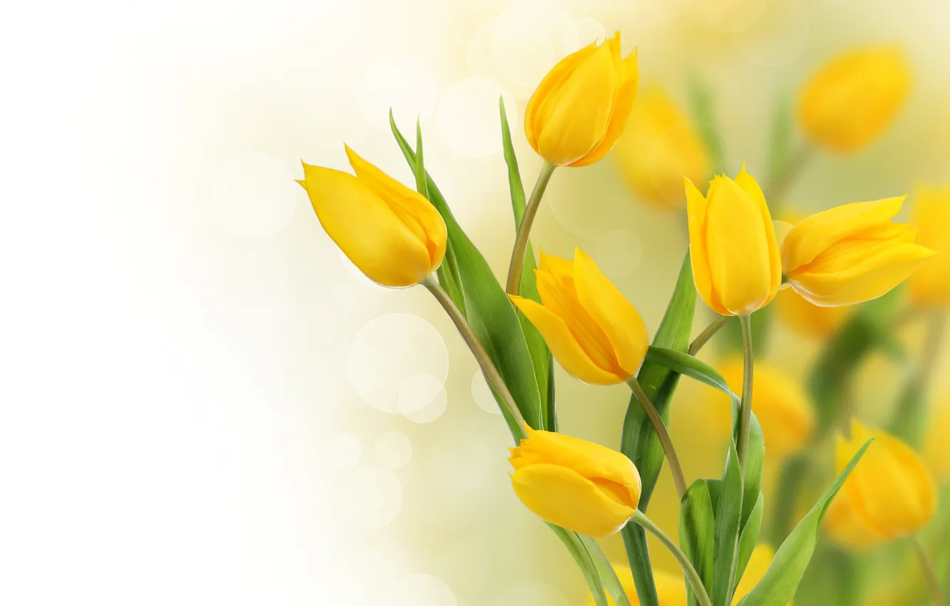 Photo wallpaper flowers, yellow, photo, tulips