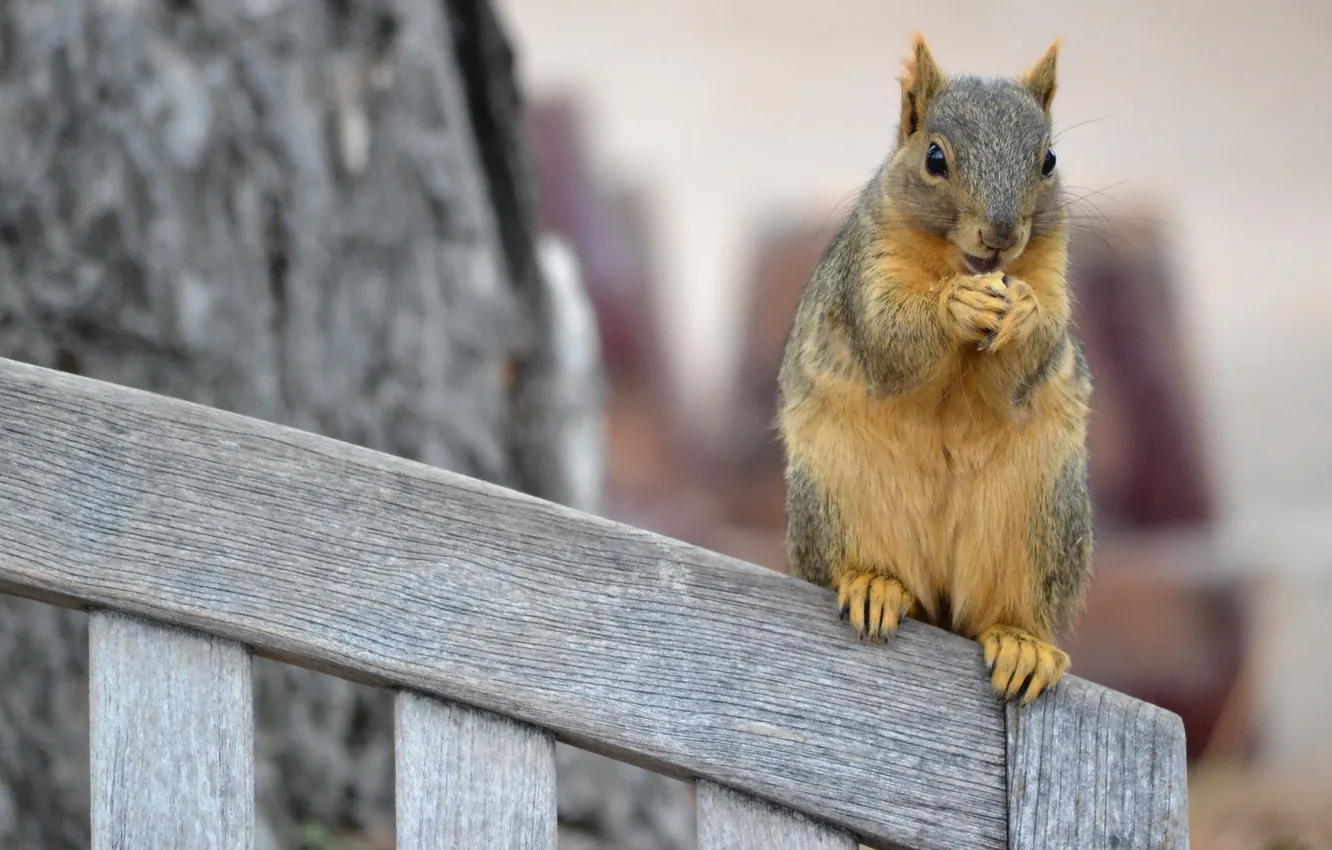 Photo wallpaper nature, the fence, protein