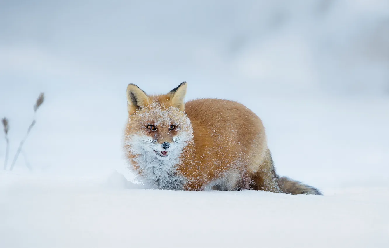 Photo wallpaper winter, snow, nature, Fox
