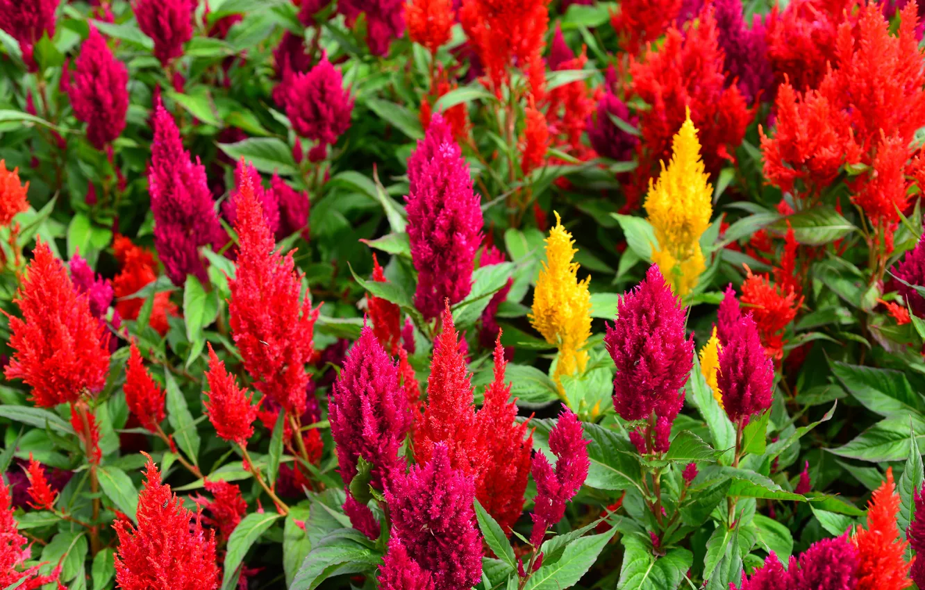 Photo wallpaper leaves, flowers, garden, meadow