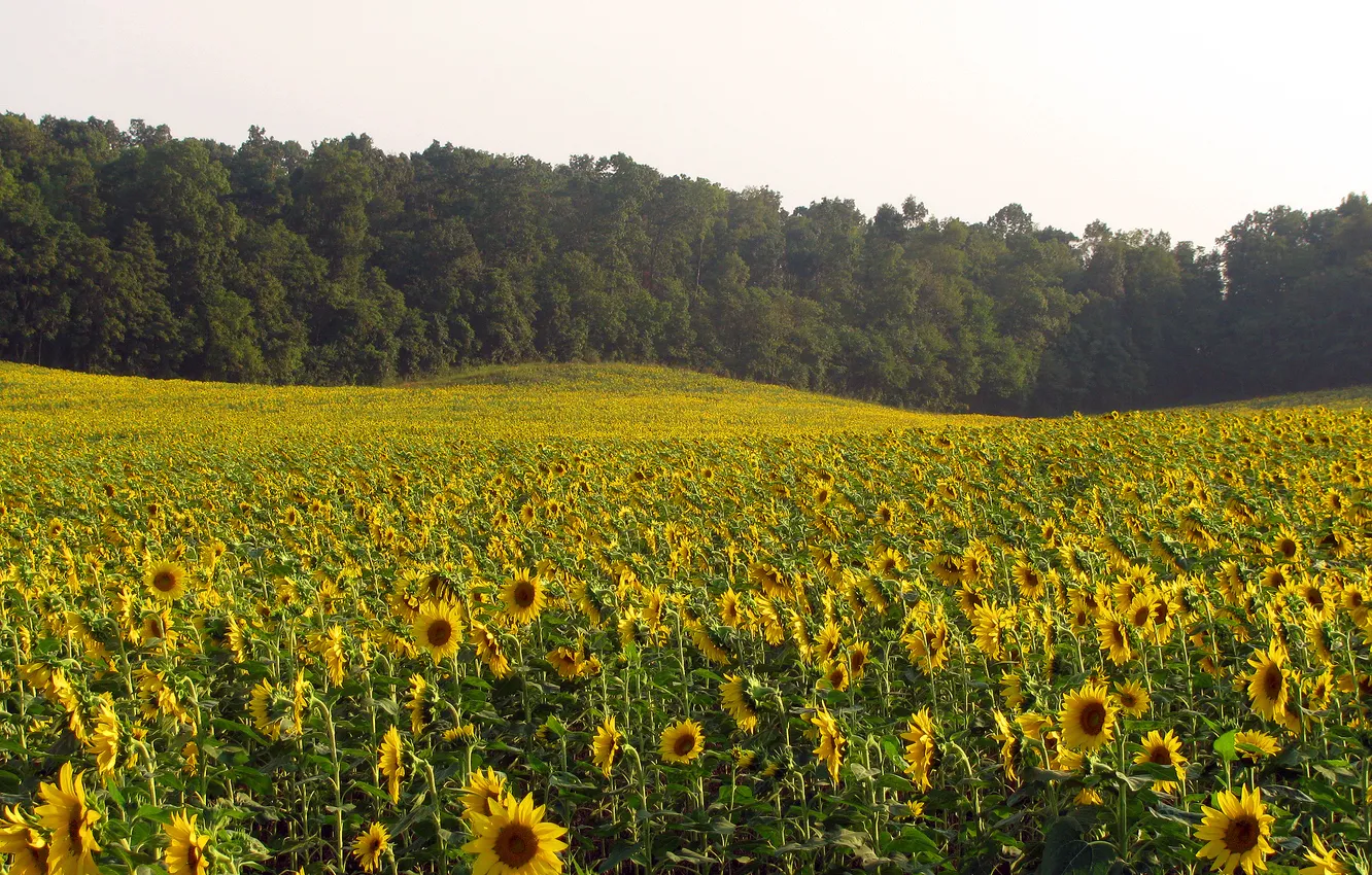 Wallpaper field, forest, trees, flowers, nature, sunflower, sunflower ...