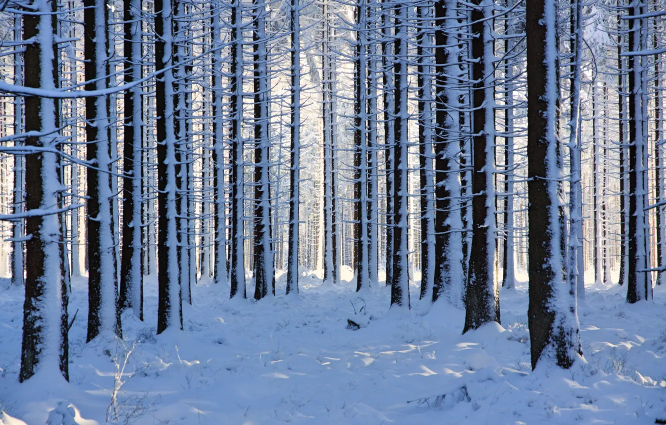 Photo wallpaper winter, forest, snow, trees, Belgium