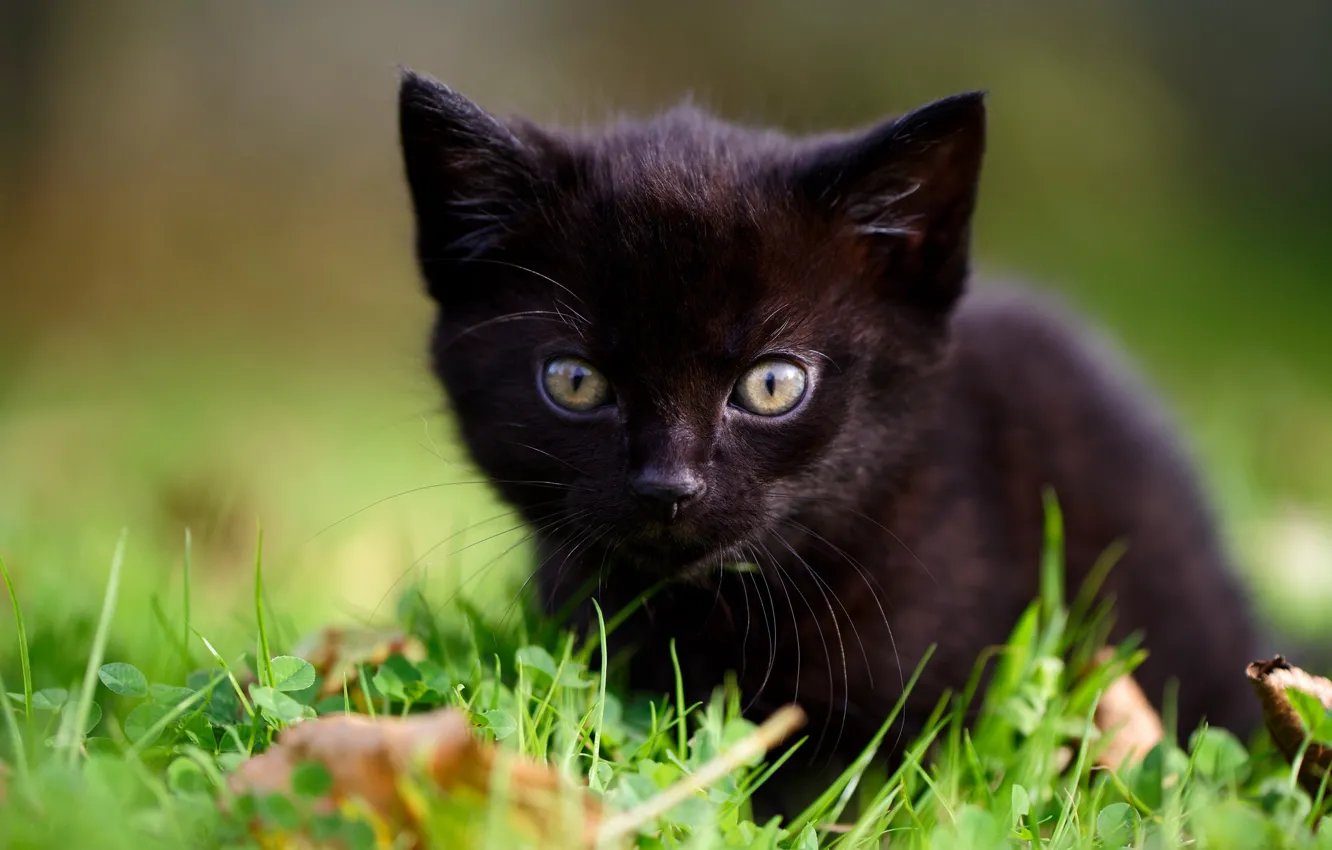 Photo wallpaper grass, look, baby, muzzle, kitty, black kitten
