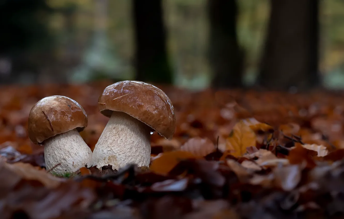 Photo wallpaper autumn, nature, mushrooms