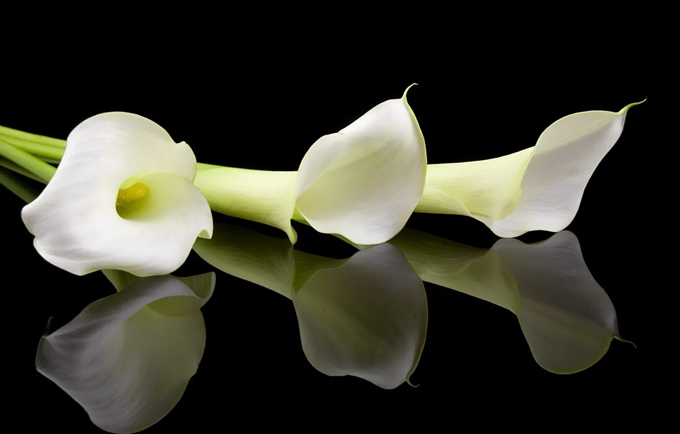 Photo wallpaper flowers, black background, Calla lilies