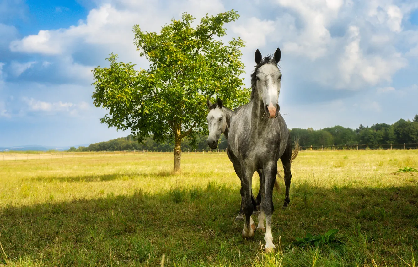 Photo wallpaper greens, field, forest, summer, grass, clouds, light, trees