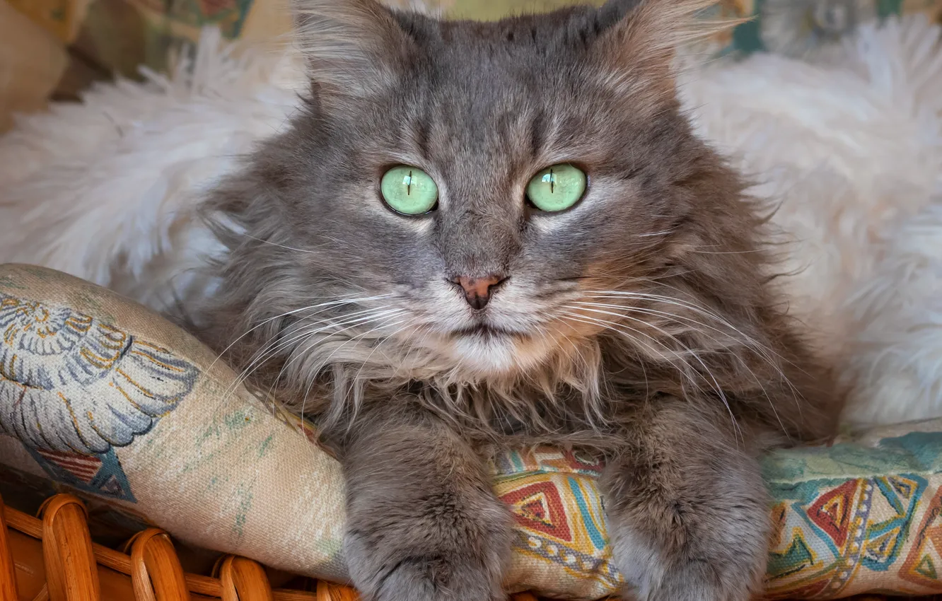 Photo wallpaper cat, cat, look, basket, lies, pillow, grey