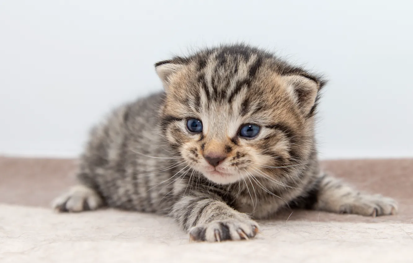 Photo wallpaper cat, kitty, grey, baby, lies, kitty, light background, striped