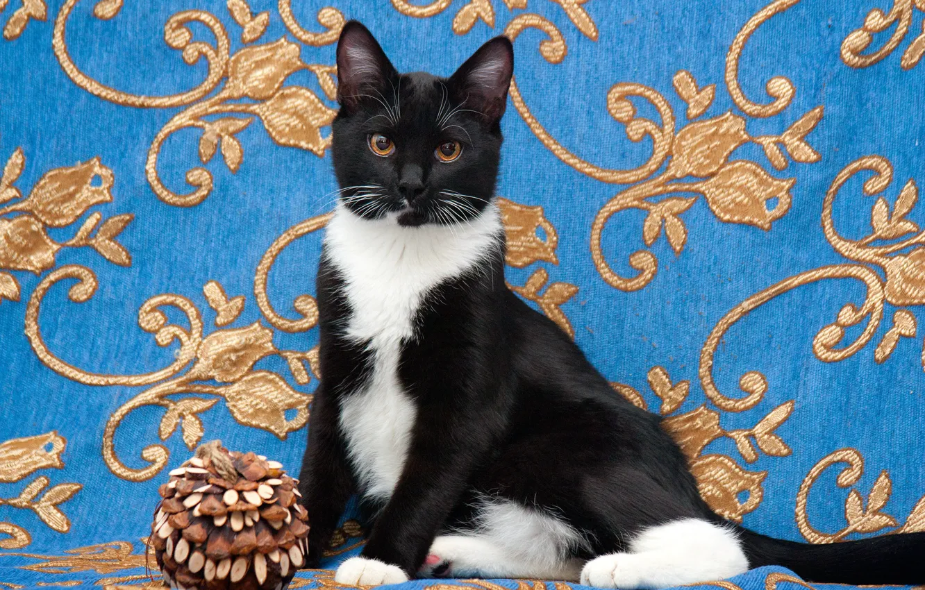 Photo wallpaper cat, cat, pose, toy, black and white, kitty, sitting, blue background