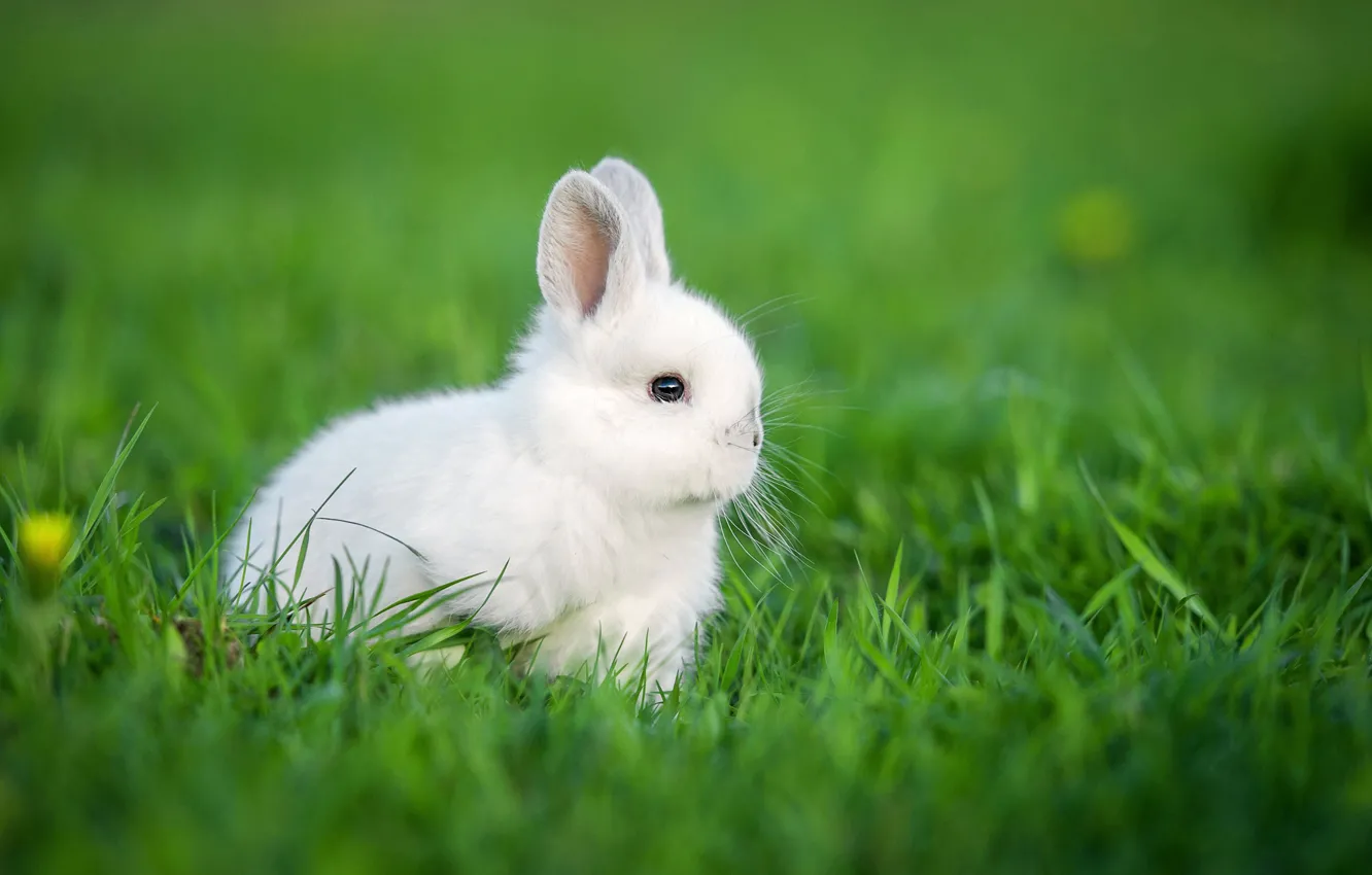 Photo wallpaper rabbit, baby, weed