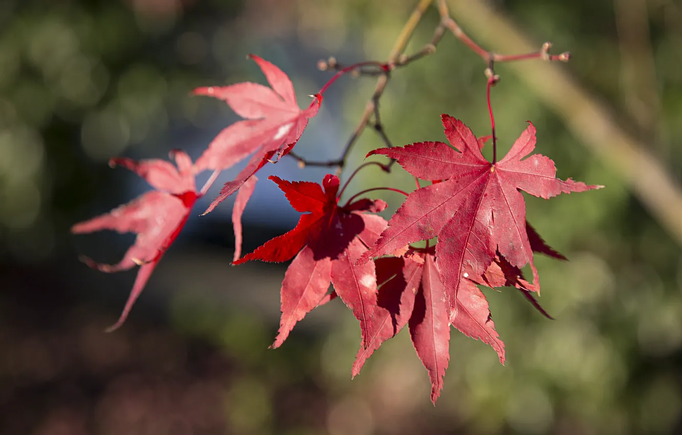 Photo wallpaper leaves, branches, bokeh