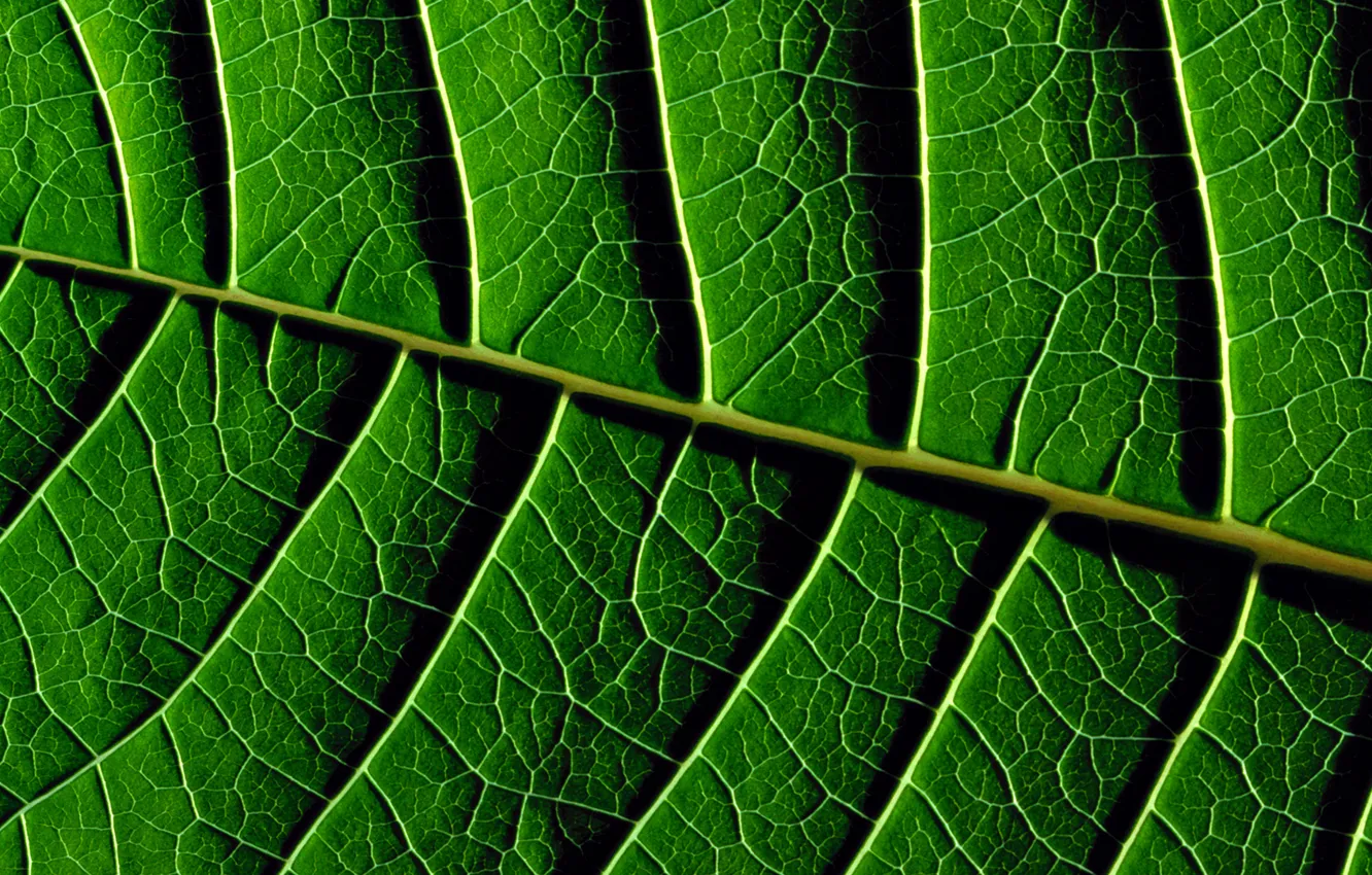 Photo wallpaper Greens, Leaves, Green, Texture, Green