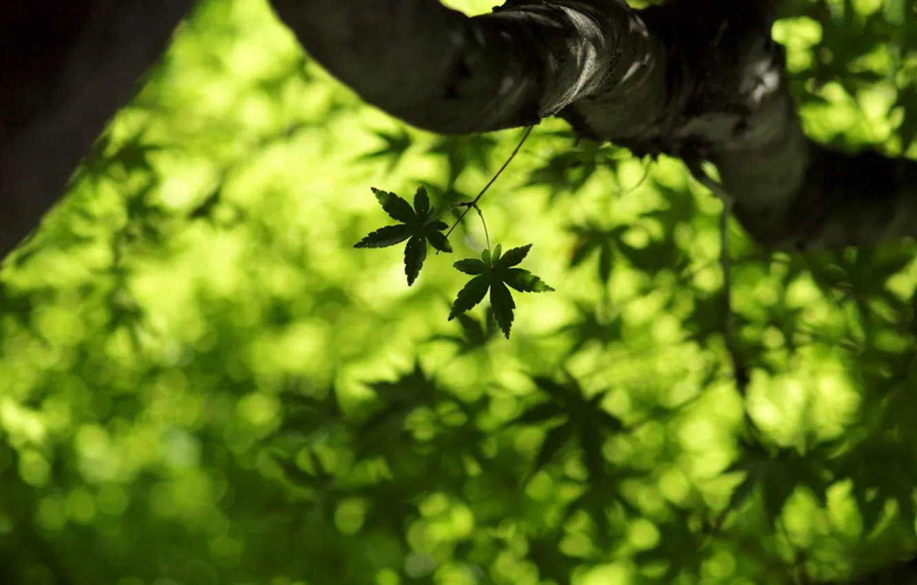 Photo wallpaper greens, summer, leaves, macro, freshness, spring, leaves, maple