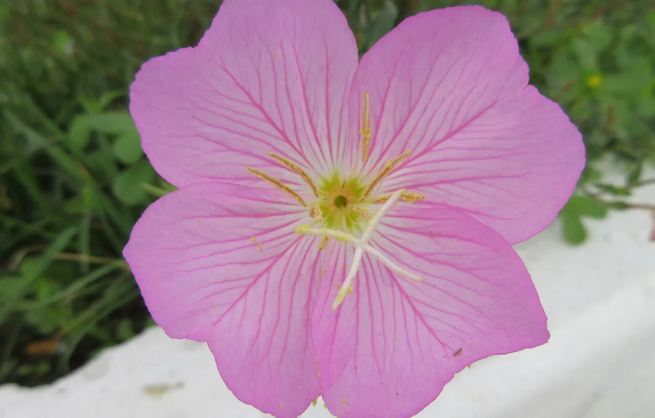 Photo wallpaper Summer 2018, flowers, pink, Meduzanol ©