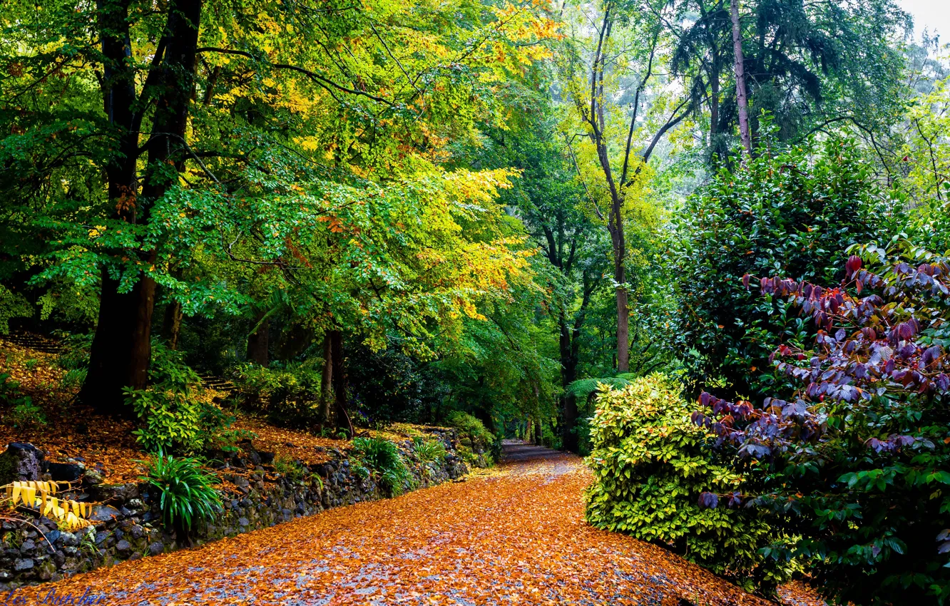 Photo wallpaper autumn, leaves, trees, yellow, Park, Australia, track, the bushes