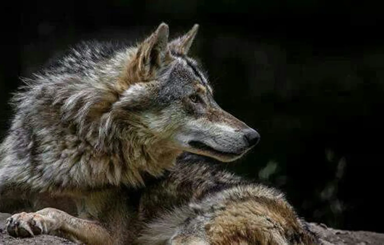 Photo wallpaper fantasy, nature, art, snow, predator, face, animal, wolf