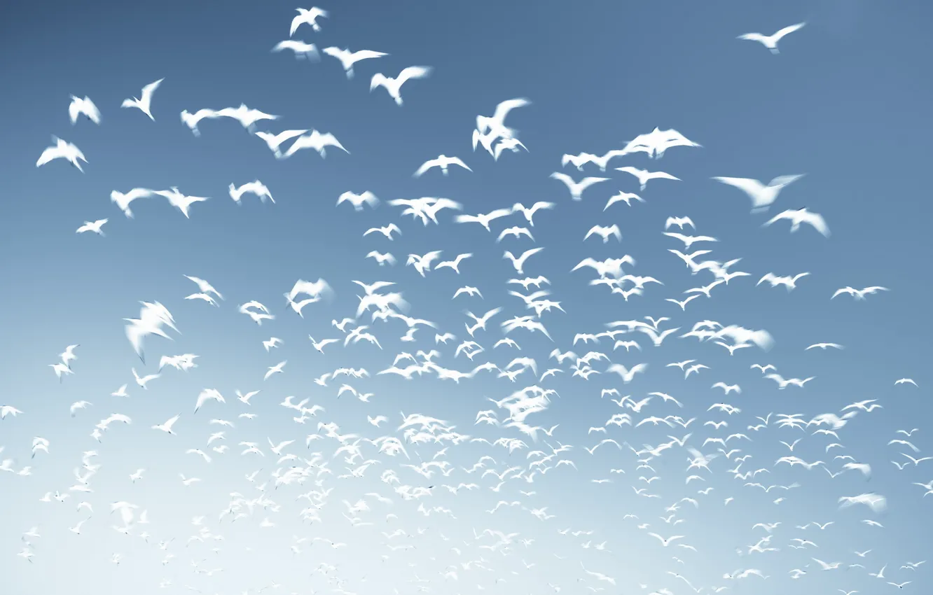 Photo wallpaper the sky, birds, background