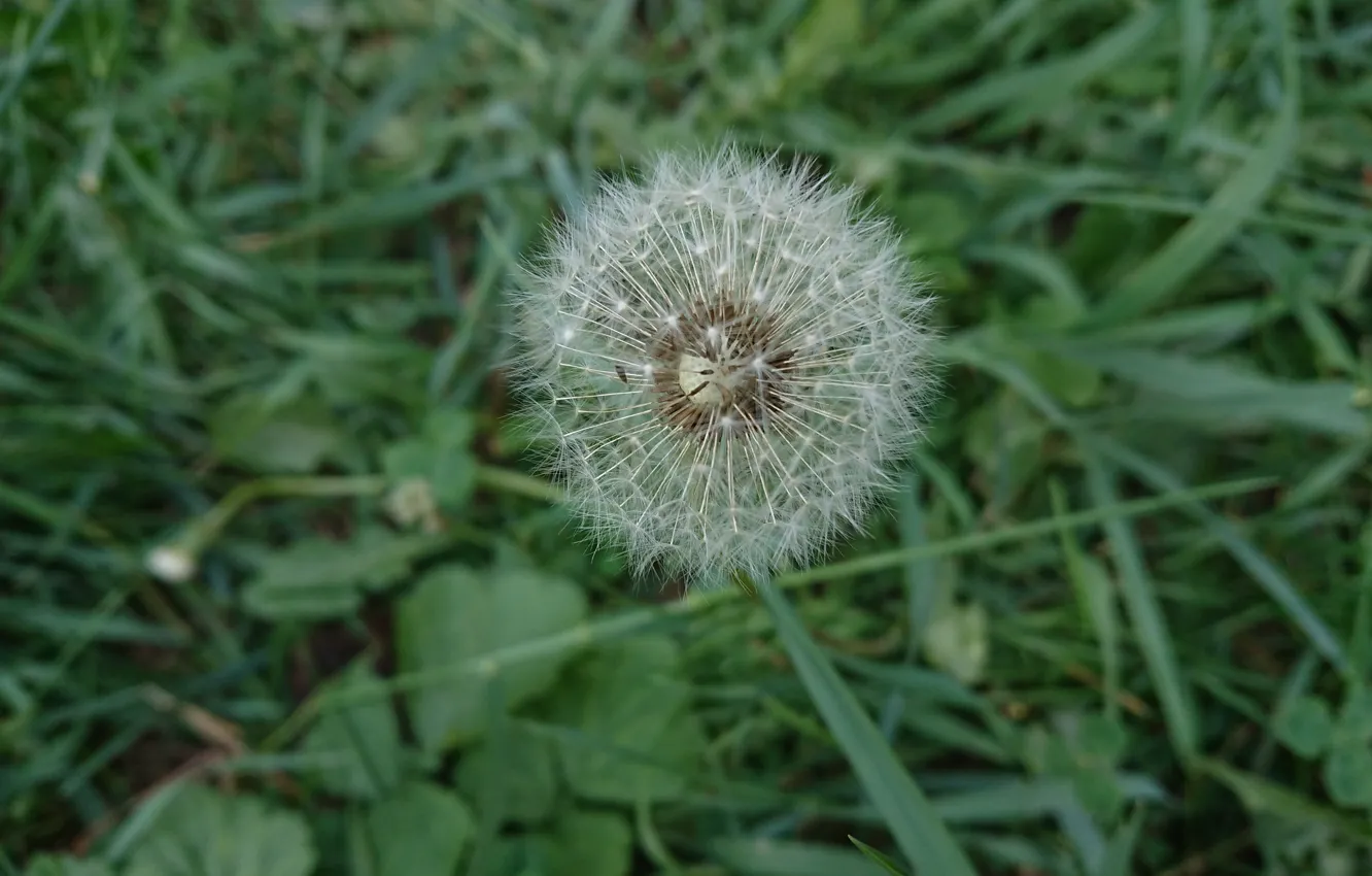 Photo wallpaper grass, dandelion, plant, achene, oduvan