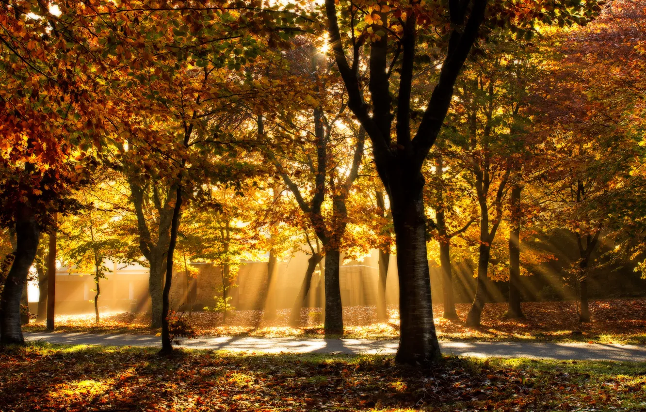 Photo wallpaper autumn, light, trees, Park, track, alley, path, Golden autumn