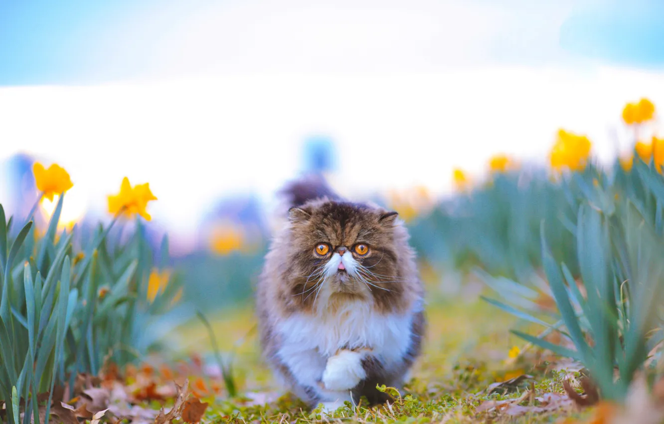 Photo wallpaper cat, animal, Wallpaper, picture, animals, cat, daffodils, Persian cat