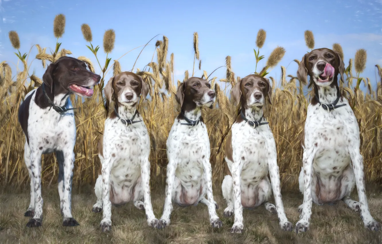 Photo wallpaper field, dog, breed