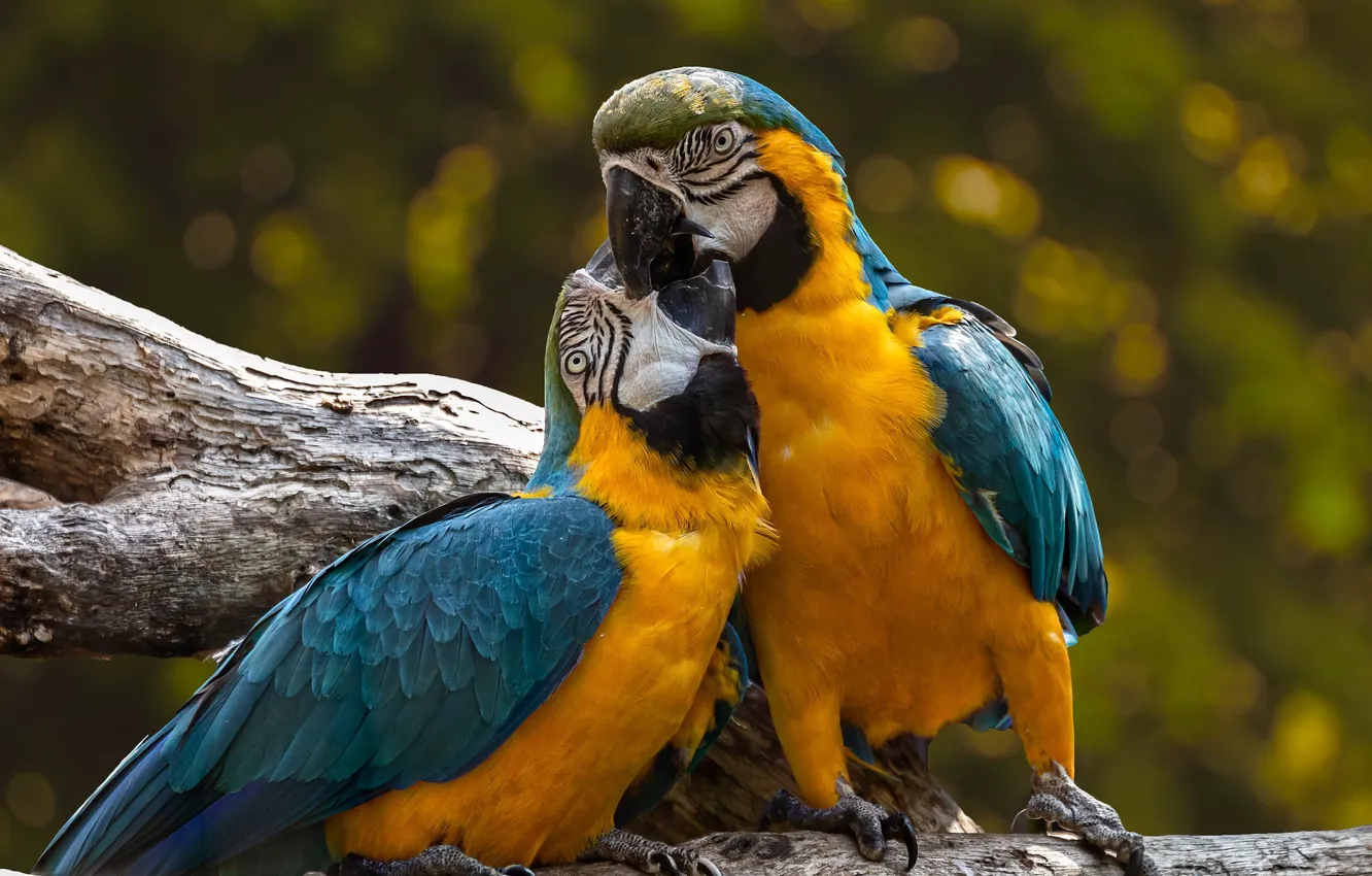 Photo wallpaper birds, Parrots, pair, kisses, Ary