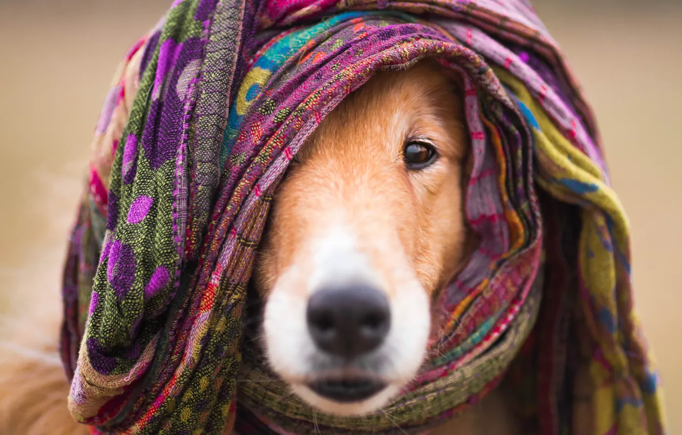 Photo wallpaper look, nature, pose, dog, face, collie, Sheltie
